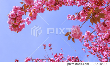 Beautiful sakura or cherry trees with pink flowers in spring against blue sky Beautiful sakura or cherry trees with pink flowers in spring against blue sky 92218583