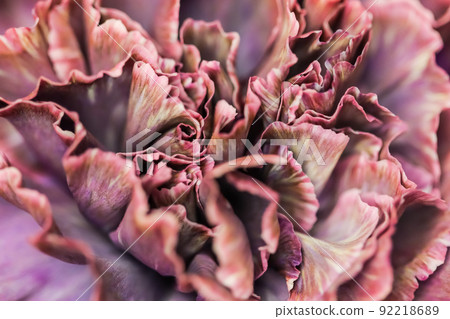Retro art, vintage card and botanical concept - Abstract floral background, purple carnation flower. Macro flowers backdrop for holiday brand design Retro art, vintage card and botanical concept - Abstract floral background, purple carnation flower. Macro flowers backdrop for holiday brand design 92218689