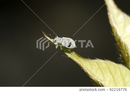 Kofukizoumushi 92218776