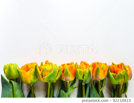 Row of beautiful orange tulips on white backdrop. Perfect for background greeting card 92218813