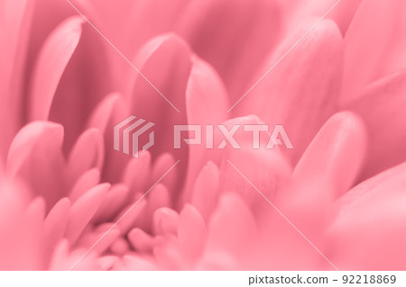 Retro art, vintage card and botanical concept - Abstract floral background, pink chrysanthemum flower. Macro flowers backdrop for holiday brand design Retro art, vintage card and botanical concept - Abstract floral background, pink chrysanthemum flower. Macro flowers backdrop for holiday brand design 92218869