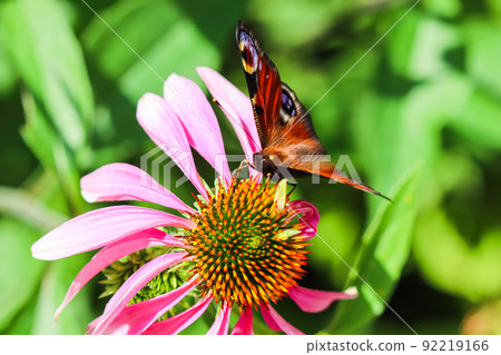 Beautiful colored European Peacock butterfly, Inachis io, Aglais io, on purple flower Echinacea in a sunny summer garden. Beautiful colored European Peacock butterfly, Inachis io, Aglais io, on purple flower Echinacea in a sunny summer garden. 92219166