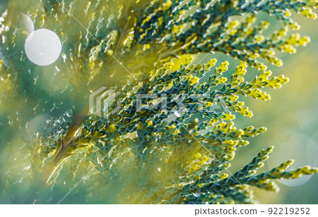 Closeup Blue leaves of evergreen coniferous tree Lawson Cypress or Chamaecyparis lawsoniana after the rain. Extreme bokeh with light reflection. Macro photography, selective focus, blurred background 92219252