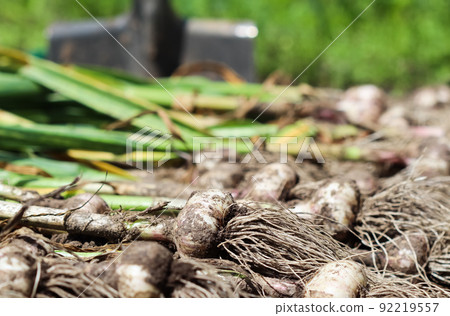 Harvesting garlic in the garden. Harvest concept 92219557