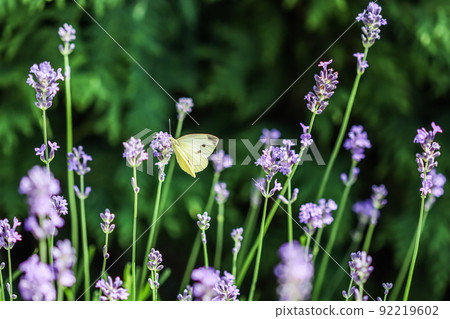 Beautiful yellow Gonepteryx rhamni or common brimstone butterfly on a purple lavender flower in a sunny garden. 92219602