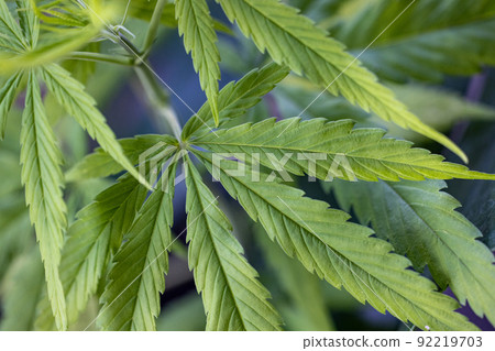 Background of fresh green cannabis leaf, marijuana vegetation plants. 92219703
