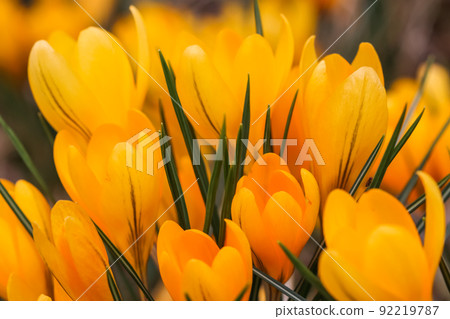 Abstract floral background, yellow crocus flowers. Macro flowers backdrop for holiday brand design Abstract floral background, yellow crocus flowers. Macro flowers backdrop for holiday brand design 92219787