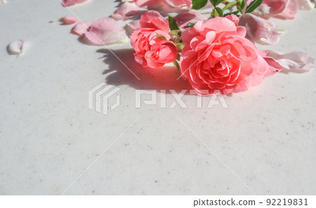 Pink rose on white background. Perfect for background greeting cards and invitations of the wedding, birthday, Valentine's Day, Mother's Day. Pink rose on white background. Perfect for background greeting cards and invitations of the wedding, birthday, Valentine's Day, Mother's Day. 92219831
