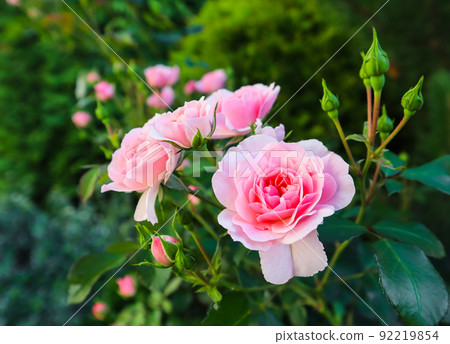 Beautiful pink roses Bonica in the garden. Perfect for background of greeting cards for birthday, Valentine's Day and Mother's Day Beautiful pink roses Bonica in the garden. Perfect for background of greeting cards for birthday, Valentine's Day and Mother's Day 92219854