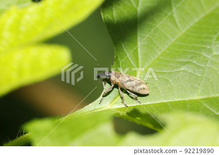 Hathi鰹魚象鼻蟲 92219890