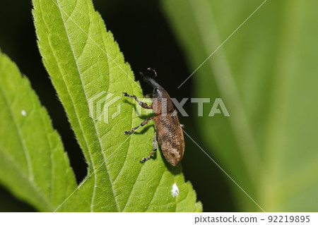 Hathi鰹魚象鼻蟲 92219895