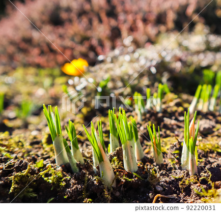 Spring is coming. The first yellow crocuses in my garden on a sunny day 92220031