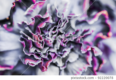 Retro art, vintage card and botanical concept - Abstract floral background, black carnation flower. Macro flowers backdrop for holiday brand design Retro art, vintage card and botanical concept - Abstract floral background, black carnation flower. Macro flowers backdrop for holiday brand design 92220078