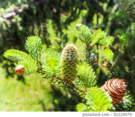 A branch of Korean fir with young cone in spring garden A branch of Korean fir with young cone in spring garden 92220079