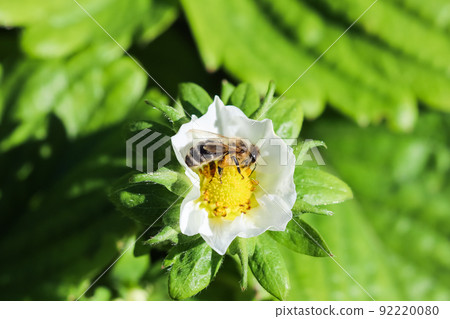 Blooming strawberry with bee on an organic farm. Gardening concept Blooming strawberry with bee on an organic farm. Gardening concept 92220080