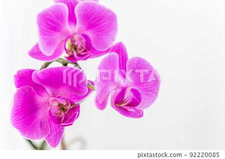 Purple orchid phalaenopsis flower on a white background Purple orchid phalaenopsis flower on a white background 92220085