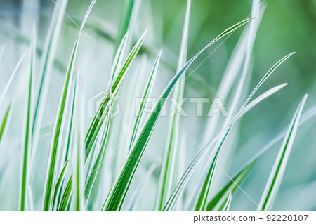Decorative green and white striped grass. Arrhenatherum elatius bulbosum variegatum. Soft focus. Natural background. Decorative green and white striped grass. Arrhenatherum elatius bulbosum variegatum. Soft focus. Natural background. 92220107