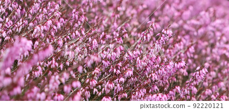 Pink Erica carnea flowers, winter Heath, in the garden in early spring. Floral background, botanical concept Pink Erica carnea flowers, winter Heath, in the garden in early spring. Floral background, botanical concept 92220121