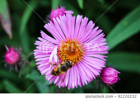 Beautiful pink flowers of autumn aster with a bee in the garden 92220232