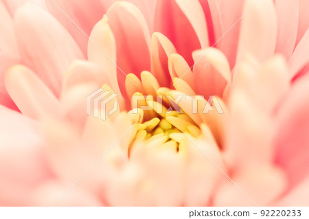Retro art, vintage card and botanical concept - Abstract floral background, pink chrysanthemum flower. Macro flowers backdrop for holiday brand design Retro art, vintage card and botanical concept - Abstract floral background, pink chrysanthemum flower. Macro flowers backdrop for holiday brand design 92220233