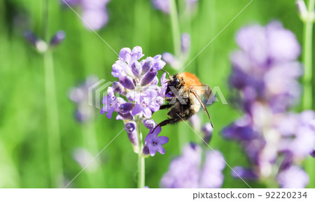 Working bee on lavender flower in summer garden. Gardening and summer vacation concept Working bee on lavender flower in summer garden. Gardening and summer vacation concept 92220234