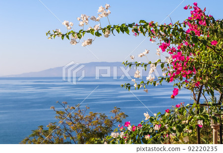 Purple bougainvillea flowers on the background of the sea and the island 92220235
