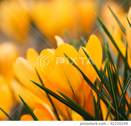 Abstract floral background, yellow crocus flowers. Macro flowers backdrop for holiday brand design 92220249