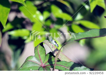 Paraglenea fortunei staying on the leaves of Scarlet rosemallow 92220458