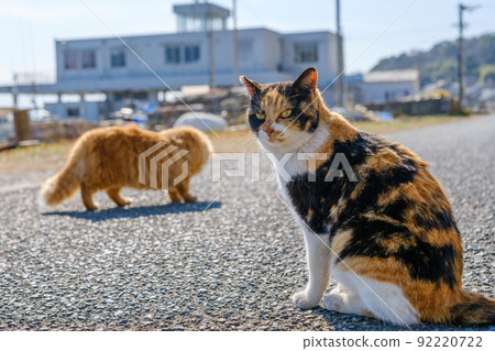 在Aoshima的貓 92220722