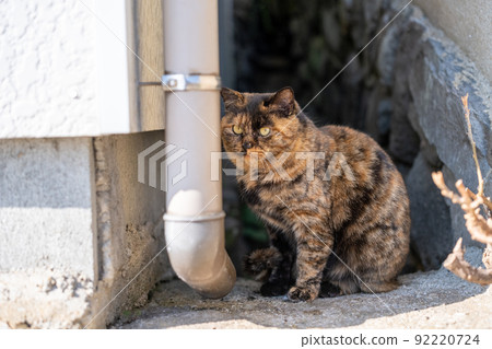 在Aoshima的貓 在Aoshima的貓 92220724