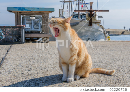 在Aoshima的貓 在Aoshima的貓 92220726