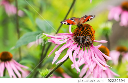 Beautiful colored European Peacock butterfly (Inachis io, Aglais io) on purple Echinacea flower in sunny summer garden Beautiful colored European Peacock butterfly (Inachis io, Aglais io) on purple Echinacea flower in sunny summer garden 92220894