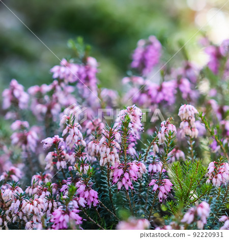 Pink Erica carnea flowers (winter Heath) in the garden in early spring. Floral background, botanical concept Pink Erica carnea flowers (winter Heath) in the garden in early spring. Floral background, botanical concept 92220931