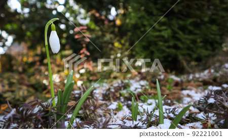 The first snowdrop (Galanthus nivalis) from under the snow in the garden on a spring sunny day. 92221001