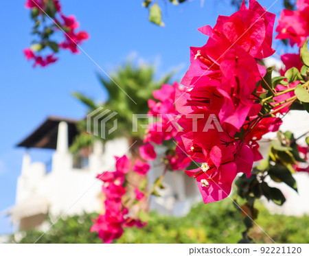 Beautiful pink begonville flowers in a traditional summer house garden in Bodrum, Turkey 92221120