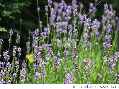 Beautiful yellow Gonepteryx rhamni or common brimstone butterfly on a purple lavender flower in a sunny garden. 92221153