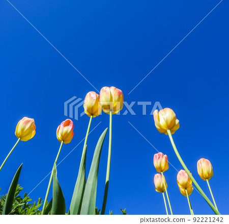 Beautiful yellow tulips in spring against blue sky 92221242