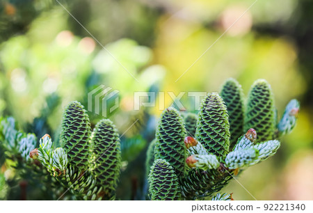 A branch of Korean fir with young cones in a spring garden 92221340