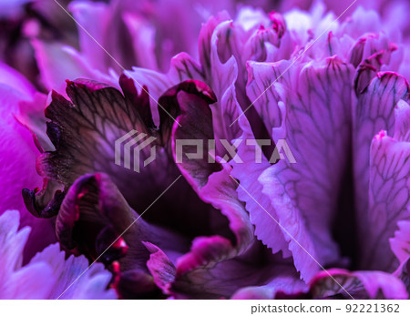 Retro art, vintage card and botanical concept - Abstract floral background, purple carnation flower petals. Macro flowers backdrop for holiday brand design Retro art, vintage card and botanical concept - Abstract floral background, purple carnation flower petals. Macro flowers backdrop for holiday brand design 92221362