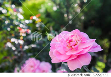 Beautiful pink roses Bonica in the garden. Perfect for background of greeting cards for birthday, Valentine's Day and Mother's Day Beautiful pink roses Bonica in the garden. Perfect for background of greeting cards for birthday, Valentine's Day and Mother's Day 92221382