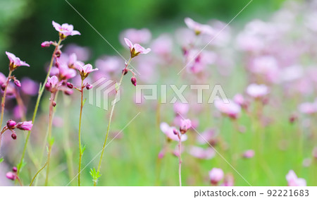 Delicate white pink flowers of Saxifrage moss in spring garden. Floral background 92221683