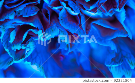 Abstract floral background, blue carnation flower petals. Macro flowers backdrop for holiday brand design. 92221804