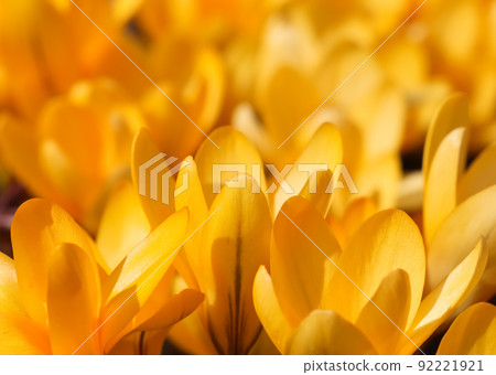 Abstract floral background, yellow crocus flowers. Macro flowers backdrop for holiday brand design. Abstract floral background, yellow crocus flowers. Macro flowers backdrop for holiday brand design. 92221921