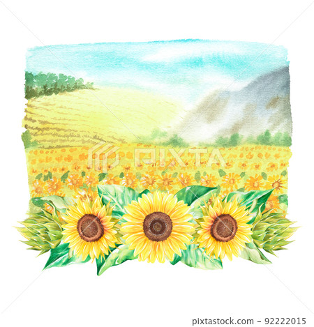 Sunflower field and a flower arrangement. Watercolor illustration. Isolated on a white background. Sunflower field and a flower arrangement. Watercolor illustration. Isolated on a white background. 92222015
