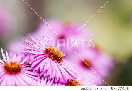 Beautiful pink flowers of autumn aster in the garden Beautiful pink flowers of autumn aster in the garden 92222018