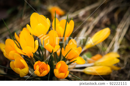 Abstract floral background, yellow crocus flowers. Macro flowers backdrop for holiday brand design. 92222111