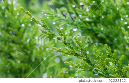 Closeup green leaves of evergreen coniferous tree Lawson Cypress or Chamaecyparis lawsoniana after the rain. Extreme bokeh with light reflection. Macro photography, selective focus, blurred background 92222122