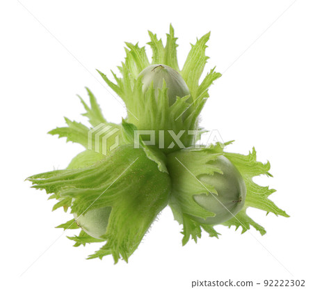 Green hazelnut nuts isolated on white background. Fresh green unripe fruits of common hazel. Corylus avellana. 92222302