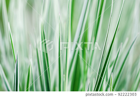 Decorative green and white striped grass. Arrhenatherum elatius bulbosum variegatum. Soft focus. Natural background. Decorative green and white striped grass. Arrhenatherum elatius bulbosum variegatum. Soft focus. Natural background. 92222303