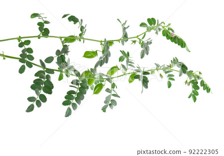 Green chickpeas branch isolated on white background. Chickpea in the pod and flowers. 92222305